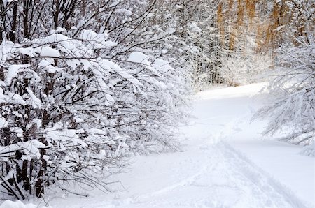 simsearch:400-04267527,k - Path in winter forest after a snowfall Fotografie stock - Microstock e Abbonamento, Codice: 400-04512174