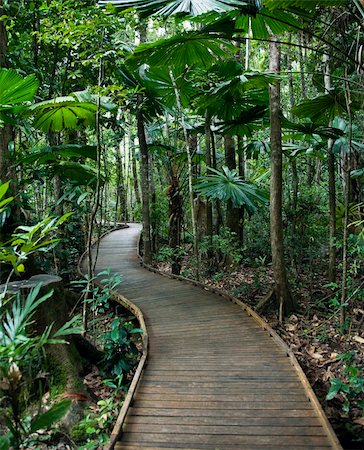 simsearch:841-03674237,k - Wooden boardwalk through forest in  Daintree Rainforest, Australia. Foto de stock - Super Valor sin royalties y Suscripción, Código: 400-04512456