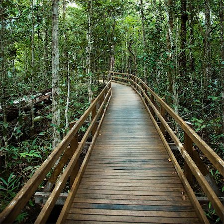 simsearch:841-03674237,k - Wooden boardwalk through forest in  Daintree Rainforest, Australia. Foto de stock - Super Valor sin royalties y Suscripción, Código: 400-04512457