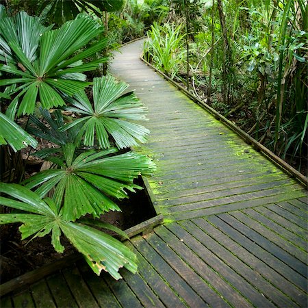 simsearch:841-03674237,k - Wooden walkway through Daintree Rainforest, Australia. Foto de stock - Super Valor sin royalties y Suscripción, Código: 400-04512459