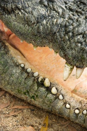 simsearch:400-04006396,k - Close up of crocodile with open mouth, Australia. Foto de stock - Super Valor sin royalties y Suscripción, Código: 400-04512467