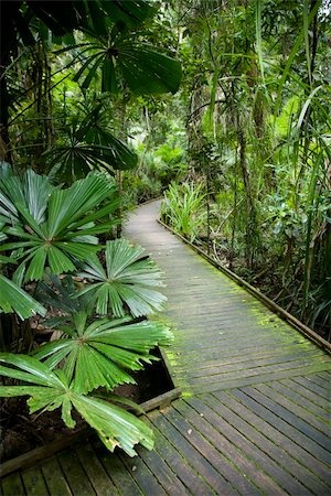 simsearch:841-03674237,k - Wooden walkway through lush plants in Daintree Rainforest, Australia. Foto de stock - Super Valor sin royalties y Suscripción, Código: 400-04512460