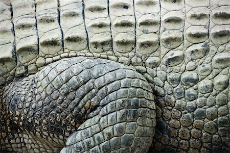 simsearch:400-04006396,k - Close up of side of crocodile showing scaly skin, Australia. Foto de stock - Super Valor sin royalties y Suscripción, Código: 400-04512462