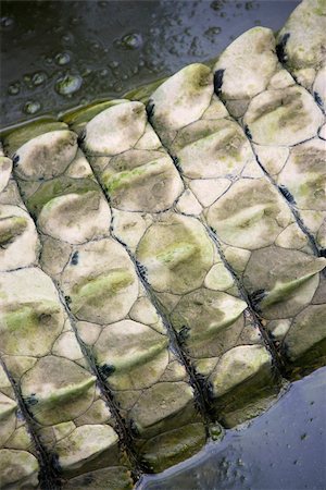 dry swamps - Close up of crocodile tail in water, Australia. Stock Photo - Budget Royalty-Free & Subscription, Code: 400-04512463