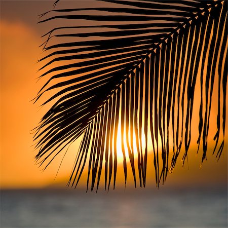 simsearch:400-04006465,k - Palm frond at sunset over ocean and Maui, Hawaii. Photographie de stock - Aubaine LD & Abonnement, Code: 400-04512512