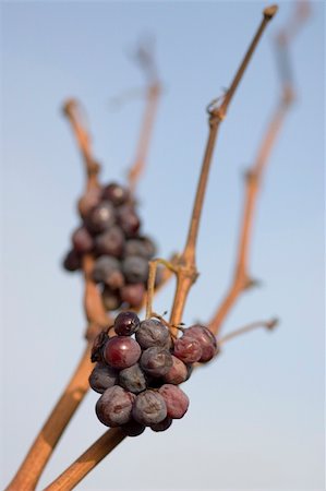 Vineyard in winter Foto de stock - Super Valor sin royalties y Suscripción, Código: 400-04512808