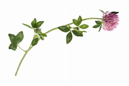 Branch of red clover, isolated on white background Stock Photo - Budget Royalty-Free & Subscription, Code: 400-04512989