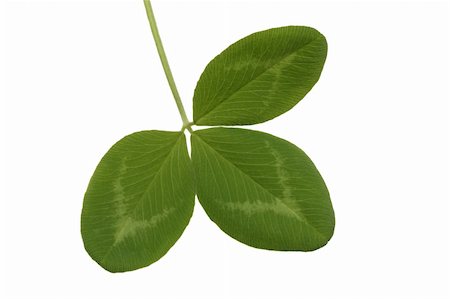 Leaf of red clover, isolated on white background Stock Photo - Budget Royalty-Free & Subscription, Code: 400-04512990