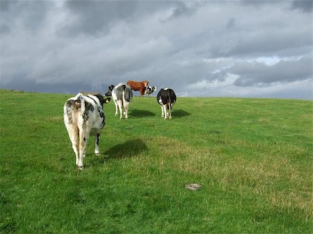 Cows running away from he photographer. Yorkshire, England Stock Photo - Budget Royalty-Free & Subscription, Code: 400-04513019