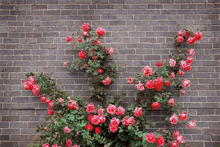 Climbing red roses on a brick wall of a house Foto de stock - Super Valor sin royalties y Suscripción, Código: 400-04513151