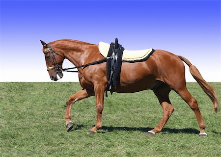 Chestnut stunt horse with vaulting saddle Stock Photo - Budget Royalty-Free & Subscription, Code: 400-04513571