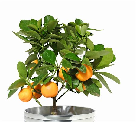 simsearch:400-05046087,k - potted citrus tree in a metallic pot, isolated Stockbilder - Microstock & Abonnement, Bildnummer: 400-04513602