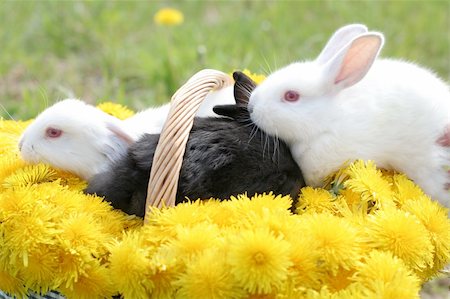 simsearch:400-06866996,k - Bunnies in dandelion basket - nice Easter picture Foto de stock - Super Valor sin royalties y Suscripción, Código: 400-04513839