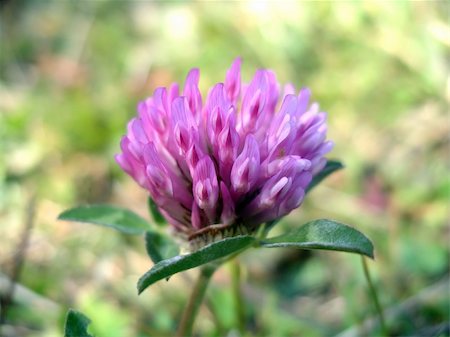 field of clover - Close view of a red clover (trifolium pratense) Stock Photo - Budget Royalty-Free & Subscription, Code: 400-04513918