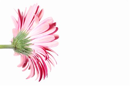 simsearch:400-04062838,k - Pink Gerbera Flower on white from the back side Stock Photo - Budget Royalty-Free & Subscription, Code: 400-04524247