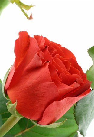simsearch:400-05033064,k - gorgeous red rose on white Foto de stock - Royalty-Free Super Valor e Assinatura, Número: 400-04524266