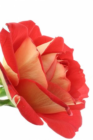 simsearch:400-05033064,k - gorgeous rose on white Foto de stock - Royalty-Free Super Valor e Assinatura, Número: 400-04524267
