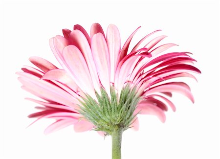 simsearch:400-05369226,k - Pink Gerbera Flower on white from the back side Stock Photo - Budget Royalty-Free & Subscription, Code: 400-04524260