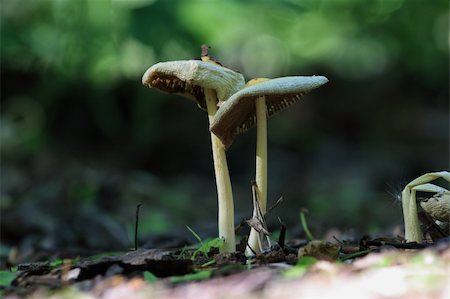 two mushrooms Photographie de stock - Aubaine LD & Abonnement, Code: 400-04524463