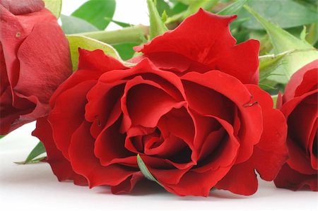 simsearch:400-05033064,k - red rose - real macro Foto de stock - Royalty-Free Super Valor e Assinatura, Número: 400-04524505