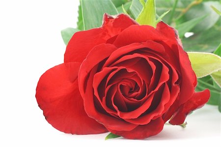 simsearch:400-05033064,k - red rose - real macro Foto de stock - Royalty-Free Super Valor e Assinatura, Número: 400-04524534