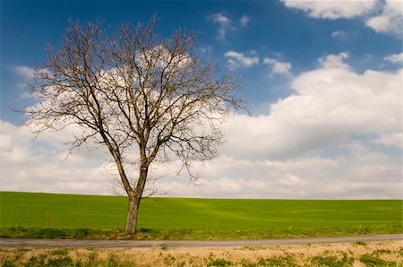 simsearch:400-04552473,k - Road with tree alley in countryside with blue sky with clouds Stock Photo - Budget Royalty-Free & Subscription, Code: 400-04524543