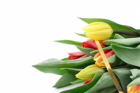 simsearch:400-04477800,k - tulips on white background Photographie de stock - Aubaine LD & Abonnement, Code: 400-04524757