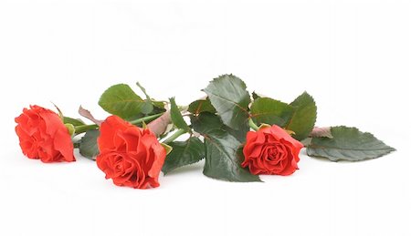 simsearch:400-05033064,k - close-up of three beautiful red roses on white Foto de stock - Royalty-Free Super Valor e Assinatura, Número: 400-04524776