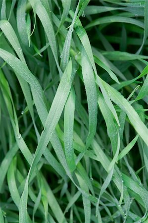 simsearch:400-05883361,k - Morning dew on the baldes of grass Photographie de stock - Aubaine LD & Abonnement, Code: 400-04524849