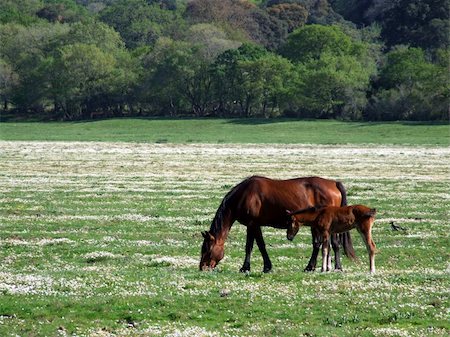 Mother horse and her little horse on a green field Stock Photo - Budget Royalty-Free & Subscription, Code: 400-04524987