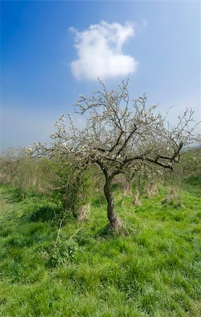 blossom apple orchards vale of evesham worcestershire Stock Photo - Budget Royalty-Free & Subscription, Code: 400-04525003