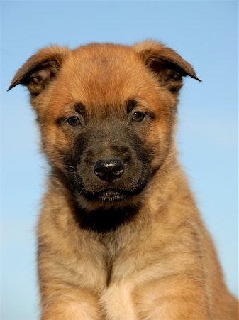 simsearch:400-04767909,k - portrait of a young puppy purebred belgian shepherd malinois Foto de stock - Royalty-Free Super Valor e Assinatura, Número: 400-04525019