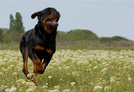 running rottweiler - running purebred rottweiler in a field with flowers, Stock Photo - Budget Royalty-Free & Subscription, Code: 400-04525020