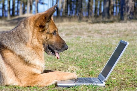 sheep dog portraits - Germany Sheep-dog laying on the grass with laptop Photographie de stock - Aubaine LD & Abonnement, Code: 400-04525078