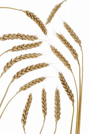 simsearch:400-04736849,k - Wheat. A ripe agriculture isolated on a white background Stock Photo - Budget Royalty-Free & Subscription, Code: 400-04525264