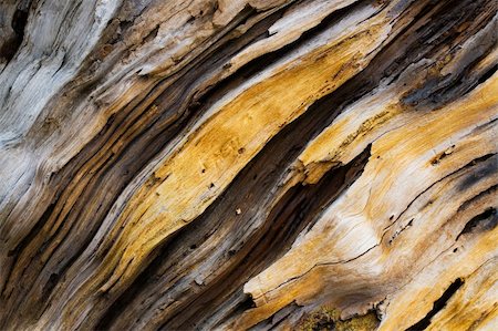 close up of old pine tree wooden texture Stock Photo - Budget Royalty-Free & Subscription, Code: 400-04525724
