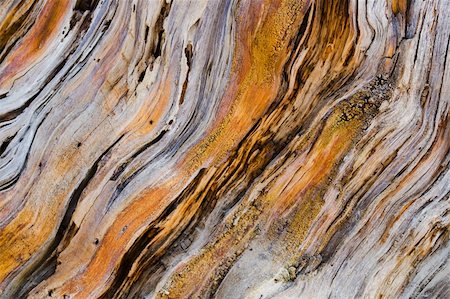 close up of old pine tree wooden texture Stock Photo - Budget Royalty-Free & Subscription, Code: 400-04525725