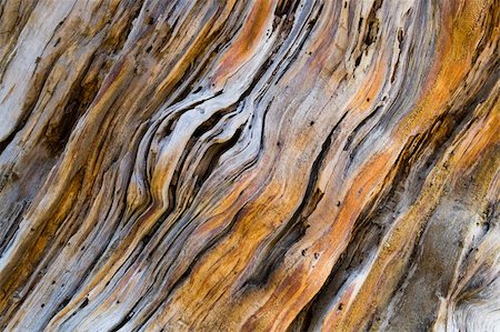 simsearch:400-07619334,k - close up of old pine tree wooden texture Stock Photo - Budget Royalty-Free & Subscription, Code: 400-04525726