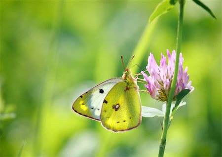 simsearch:400-07680450,k - A photography of a nice colorful butterfly Photographie de stock - Aubaine LD & Abonnement, Code: 400-04525865