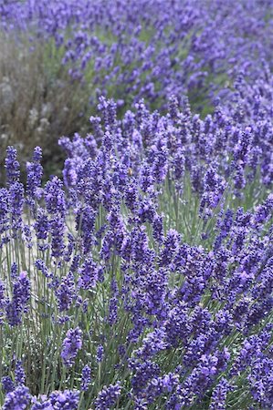 simsearch:400-05162269,k - english lavender in blossom nature field, shallow DOF Stock Photo - Budget Royalty-Free & Subscription, Code: 400-04525948