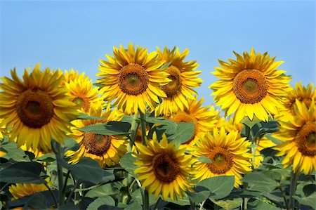 simsearch:400-05682398,k - Sunflowers against the blue sky Stock Photo - Budget Royalty-Free & Subscription, Code: 400-04526416
