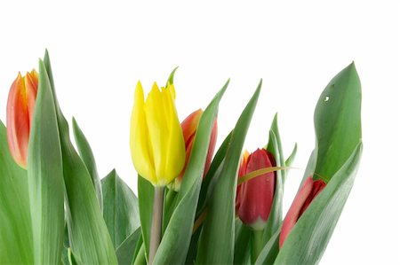 bouquet of colorful tulips on white Stock Photo - Budget Royalty-Free & Subscription, Code: 400-04526491