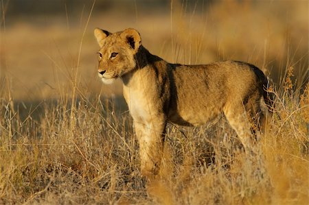 simsearch:400-06207209,k - Young lion cub (Panthera leo) in early morning light, Kalahari desert, South Africa Fotografie stock - Microstock e Abbonamento, Codice: 400-04526844
