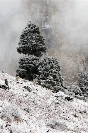 simsearch:400-04786819,k - Tree and rock in mist in winter mountains Stockbilder - Microstock & Abonnement, Bildnummer: 400-04527061