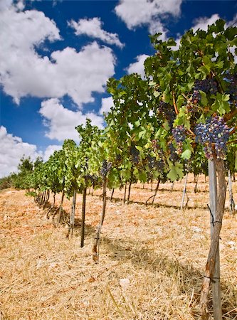 rolling vinyards in the Galilee Israel Photographie de stock - Aubaine LD & Abonnement, Code: 400-04527162