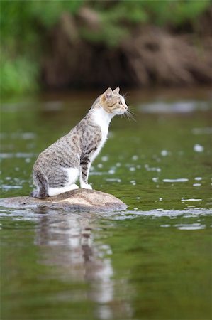 sad fish - cat on stone in the middle of a river Stock Photo - Budget Royalty-Free & Subscription, Code: 400-04527307