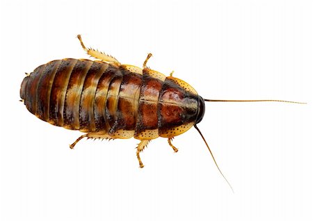 simsearch:400-04725341,k - The African big cockroach on a white background Photographie de stock - Aubaine LD & Abonnement, Code: 400-04527560