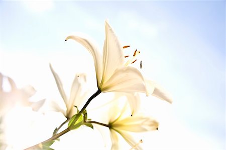 easter lily background - White Lily Under The Sunlight Stock Photo - Budget Royalty-Free & Subscription, Code: 400-04527805