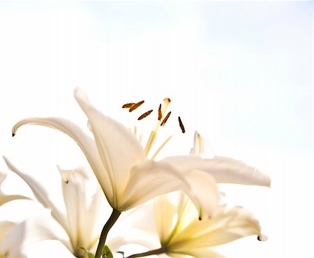 easter lily background - White Lilia Under The Cloudscape Stock Photo - Budget Royalty-Free & Subscription, Code: 400-04527807