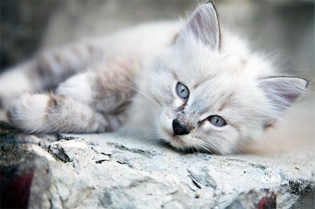 simsearch:400-09224195,k - Little Kitten With Blue Eyes Stockbilder - Microstock & Abonnement, Bildnummer: 400-04527808